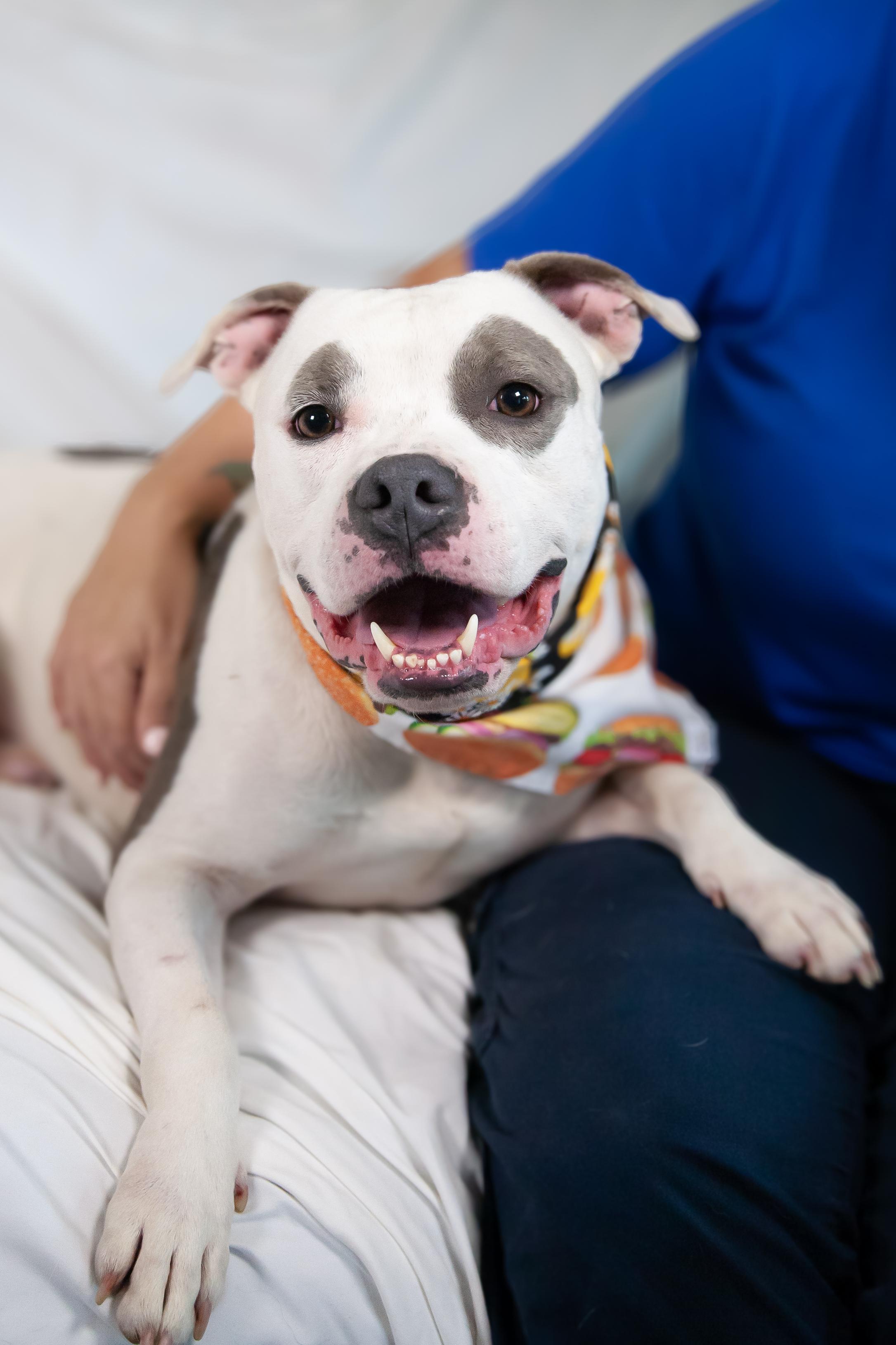 Pocket Petey - Pending Adoption, a Adoptable Pit Bull Terrier in Nashville, TN image 5/6
