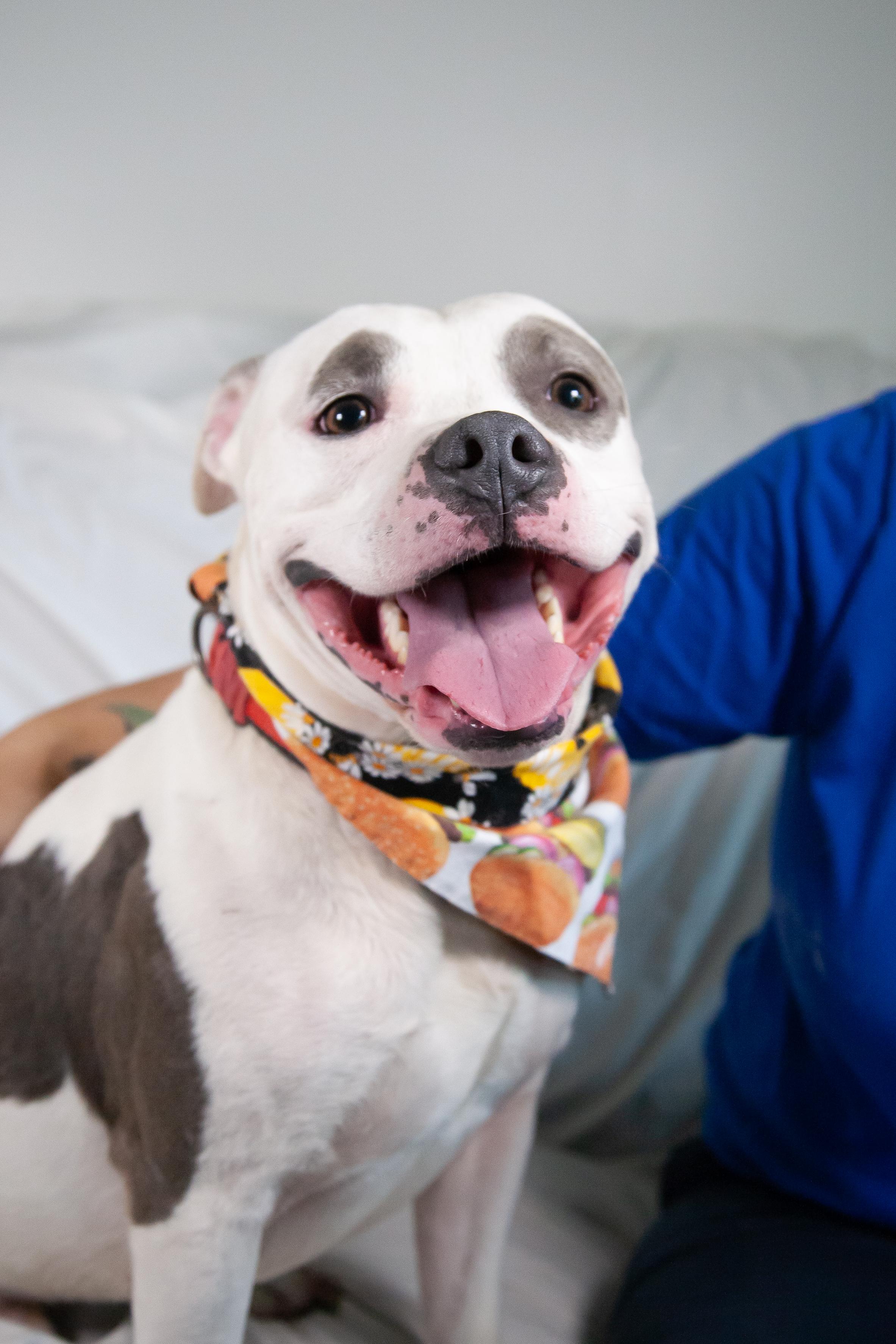 Pocket Petey - Pending Adoption, a Adoptable Pit Bull Terrier in Nashville, TN image 6/6