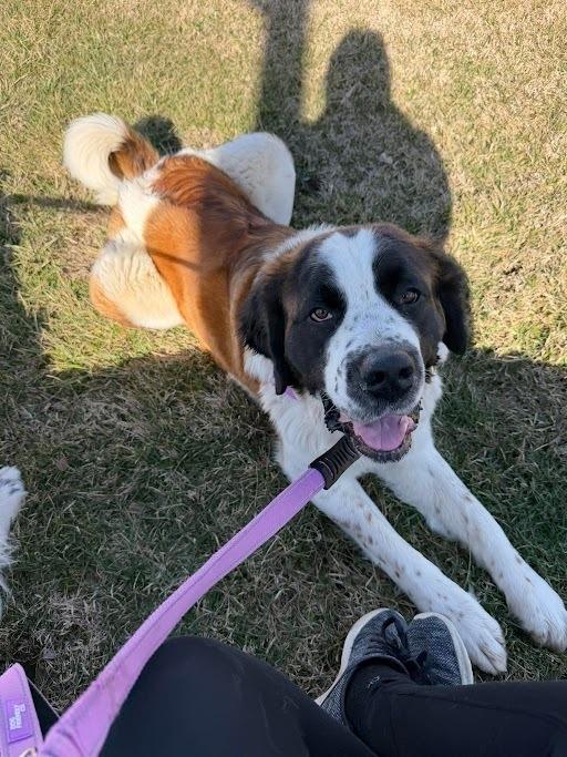 Sprout, Adoptable, Young Female Saint Bernard.