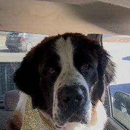 Enlarge Sprout, a Adoptable Saint Bernard in Oswego, IL image 2/3