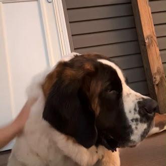 Enlarge Sprout, a Adoptable Saint Bernard in Oswego, IL image 3/3