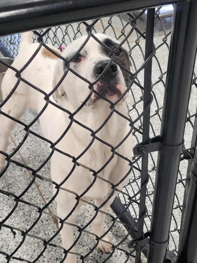 Highland, Adoptable, Adult Female Hound & Pit Bull Terrier.