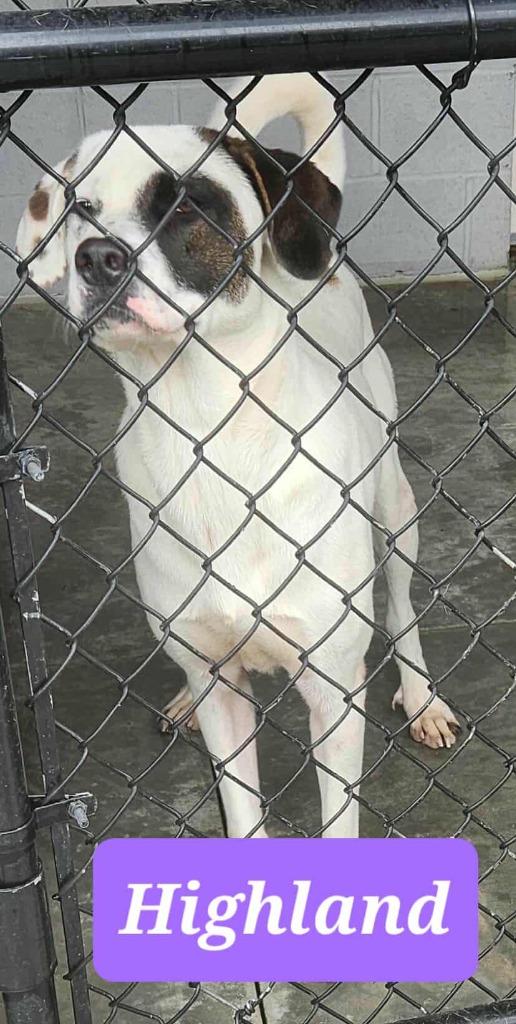 Highland, a Adoptable mixed breed in Republic, MO image 2/3