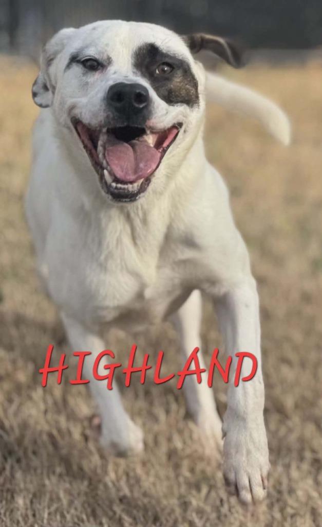 Highland, Adoptable, Adult Female Hound & Pit Bull Terrier.