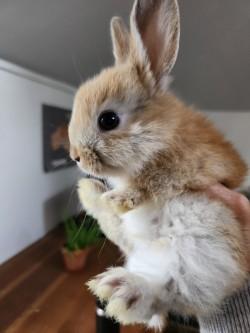 Enlarge Paprika, a Adoptable Bunny Rabbit in Mississauga, ON image 2/2