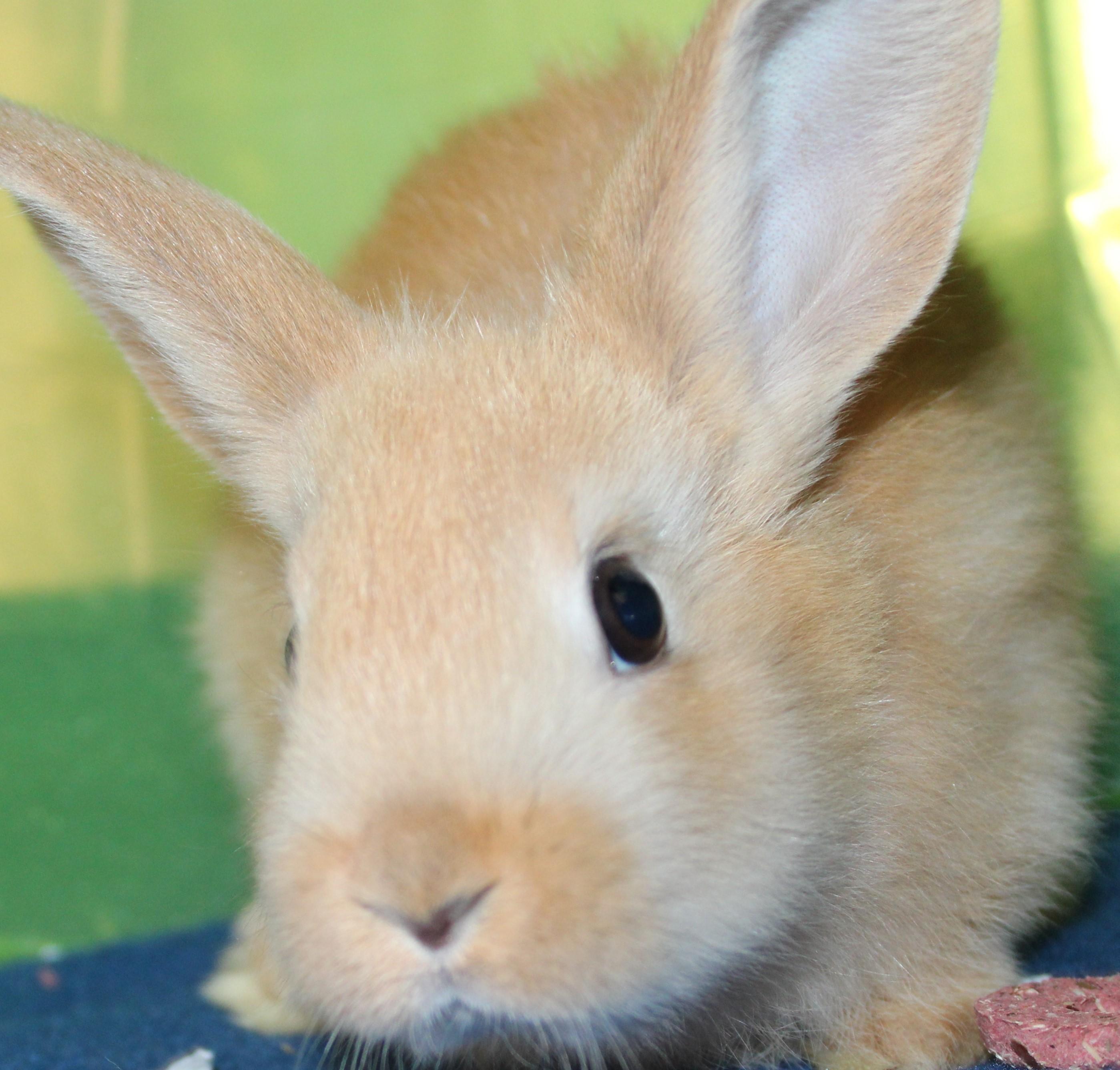 Enlarge Paprika, a Adoptable Bunny Rabbit in Mississauga, ON image 1/2