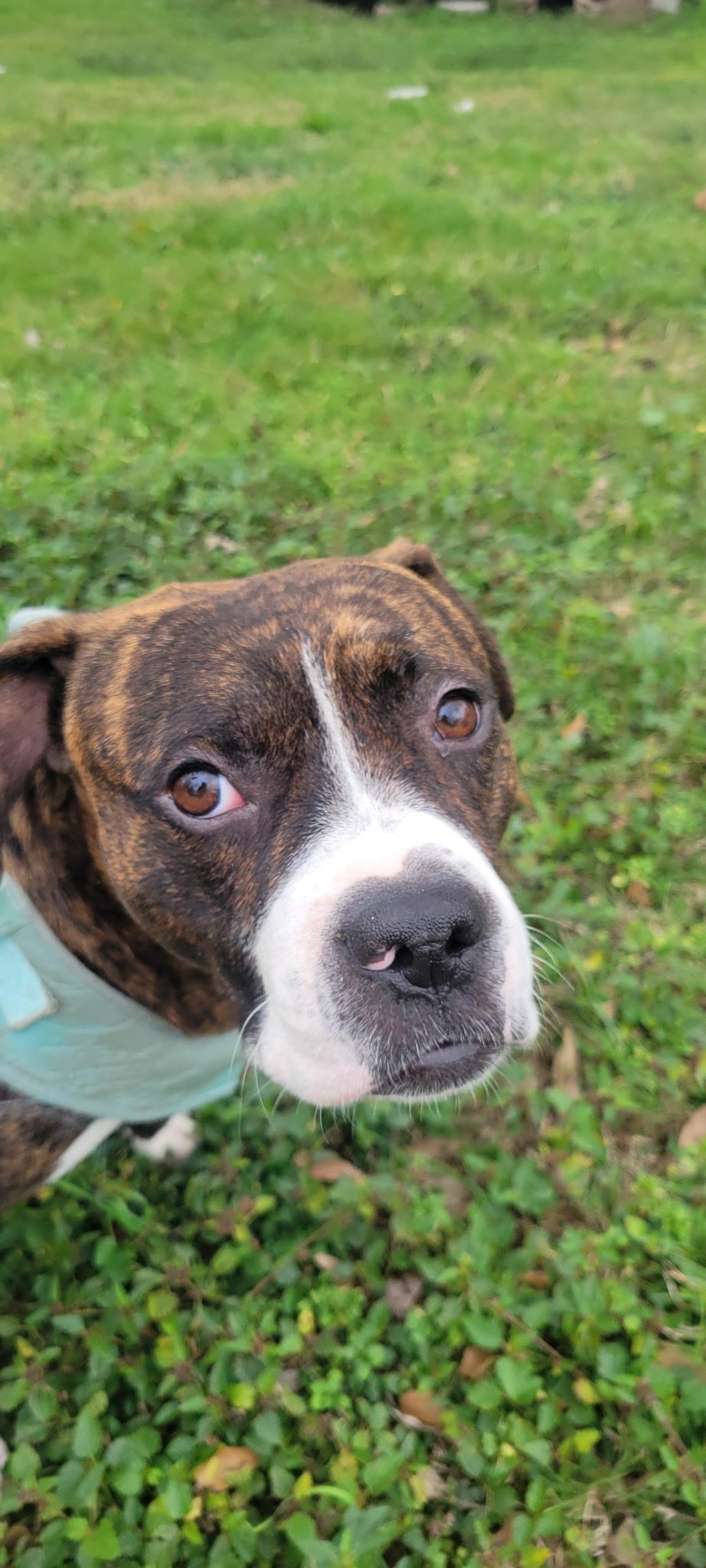 BOSCOE (Playful, Loyal, Loves Belly Rubs, Brave & Great Snuggler) — thumbnail 5