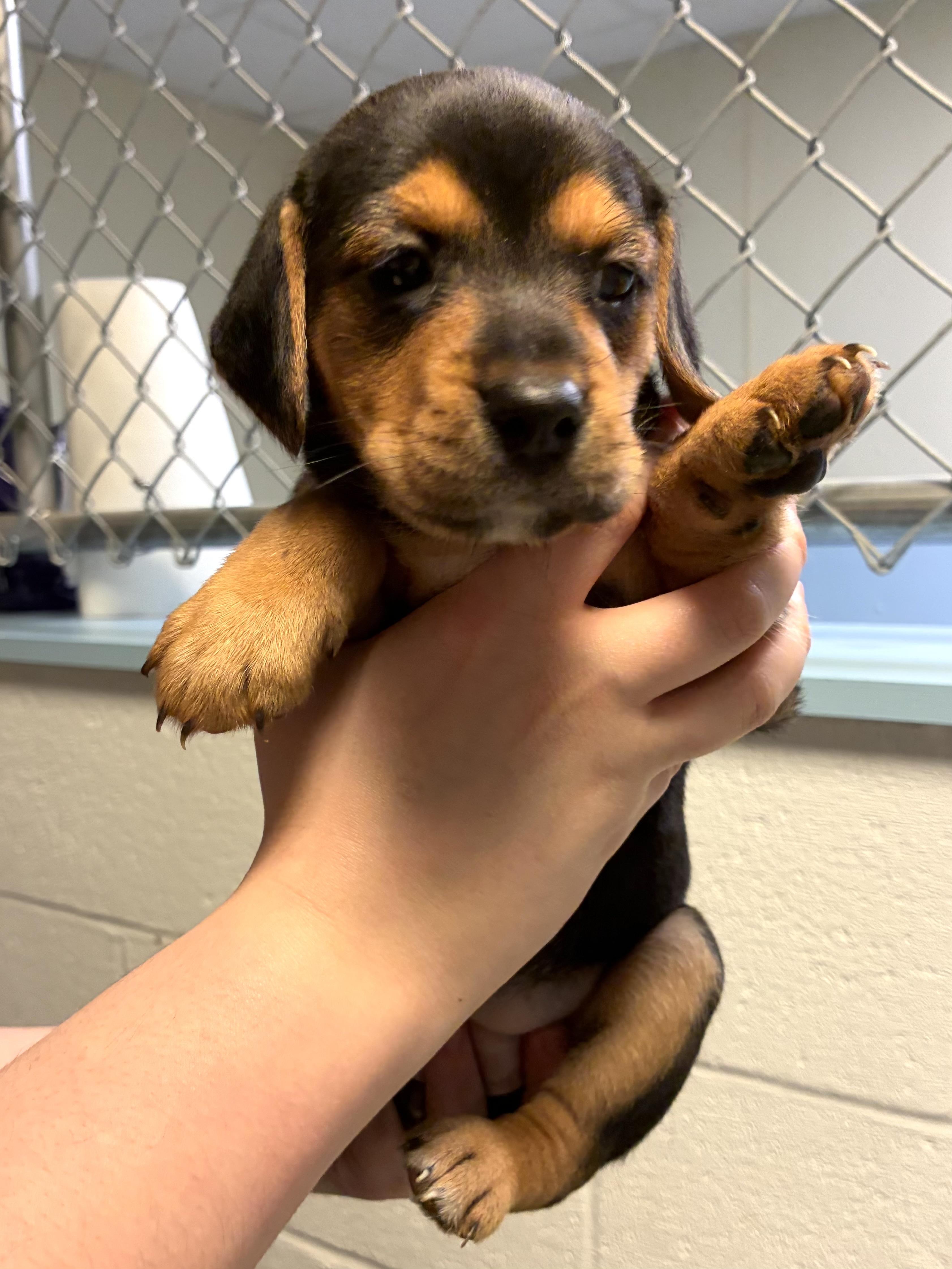 Floriana, an adopted mixed breed in Heathsville, VA image 1/2