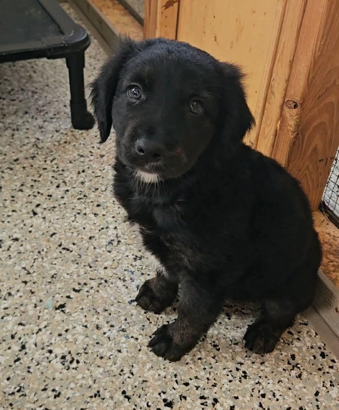 Enlarge Pascal, an adopted mixed breed in China Township, MI image 3/6