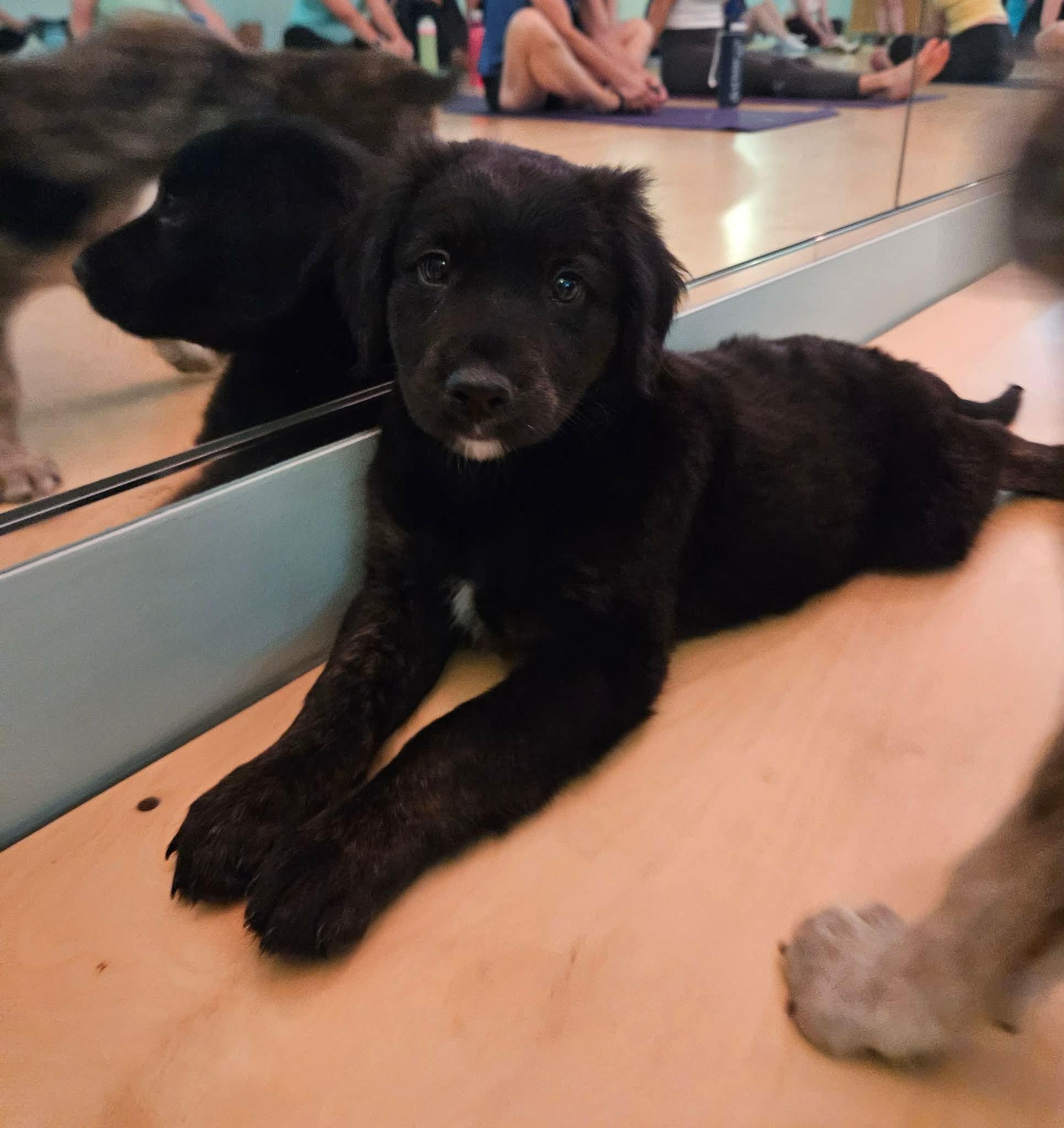 Enlarge Pascal, an adopted mixed breed in China Township, MI image 4/6