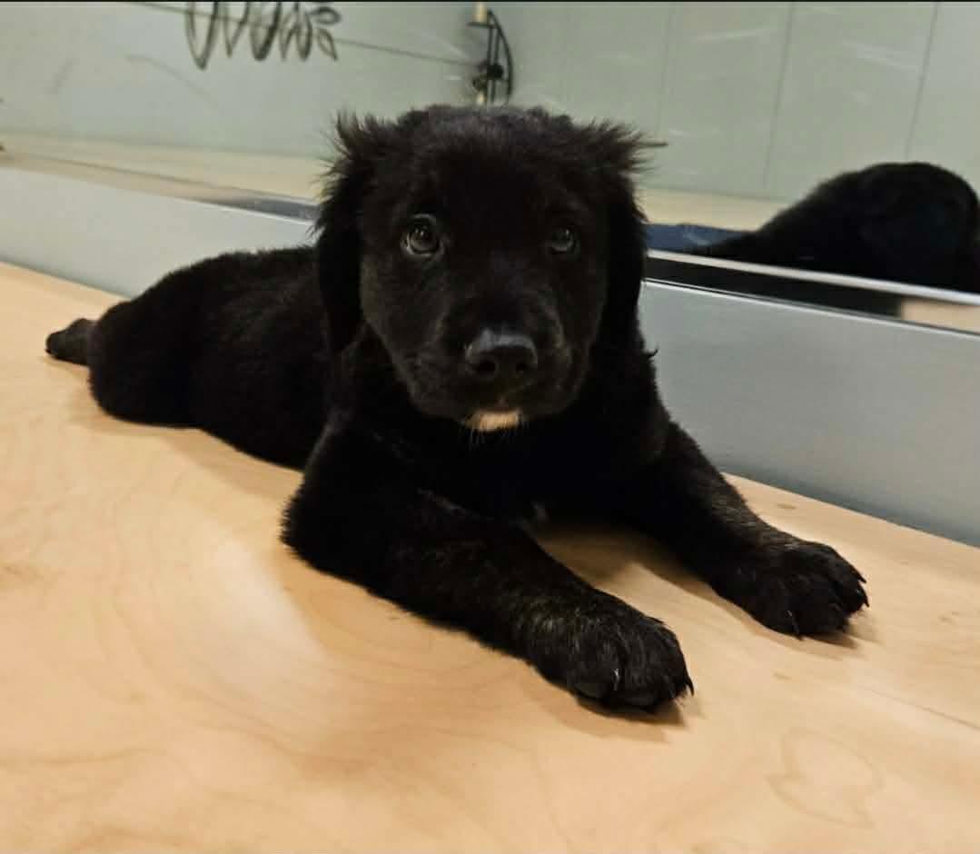 Enlarge Pascal, an adopted mixed breed in China Township, MI image 5/6