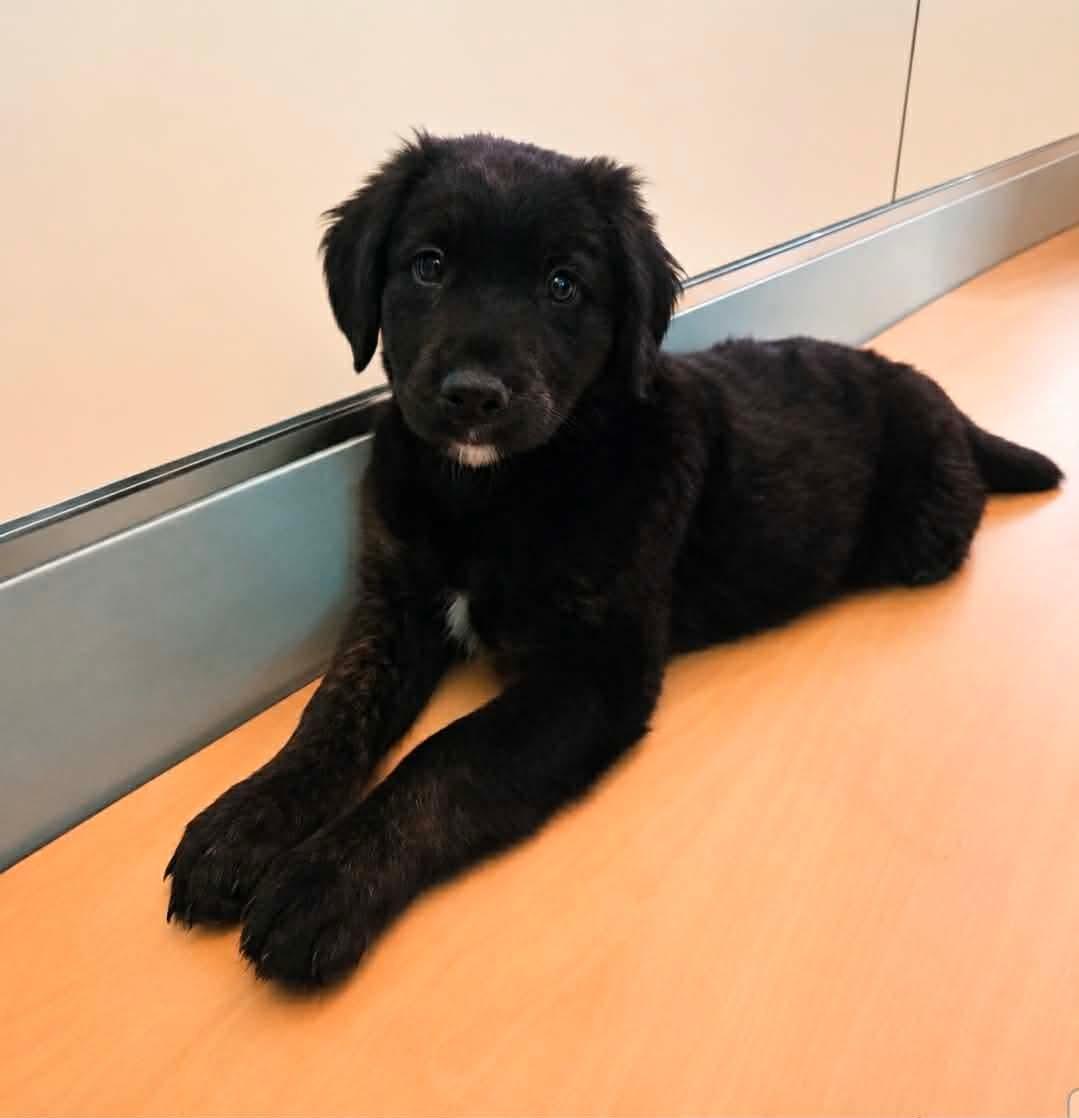 Pascal, adopted, Puppy Male Labrador Retriever.