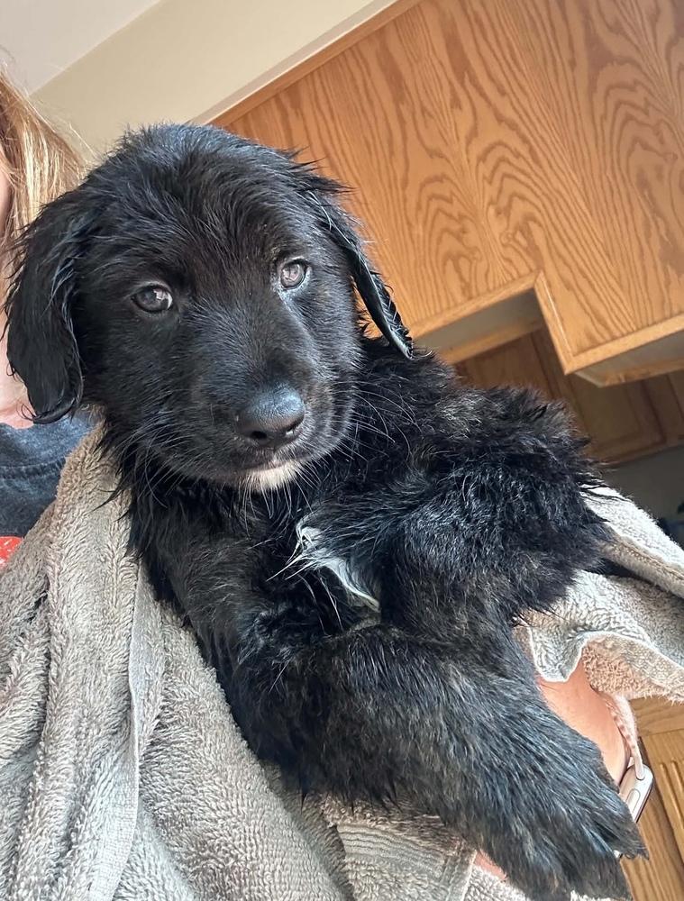Enlarge Pascal, an adopted mixed breed in China Township, MI image 2/6