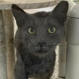 Colquitt 1 - Fergus, Adoptable, Young Male Domestic Short Hair.
