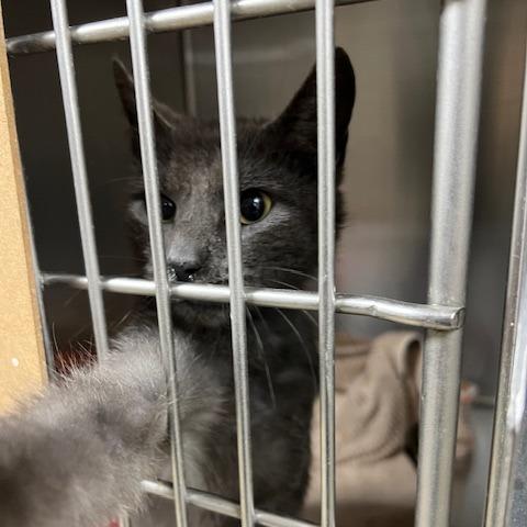 Enlarge Colquitt 1 - Fergus, a Adoptable Domestic Short Hair in Donalsonville, GA image 2/2