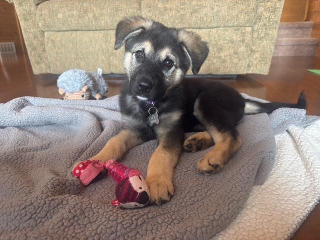 Enlarge Edith, a ADOPTABLE mixed breed in Saskatoon, SK image 2/6