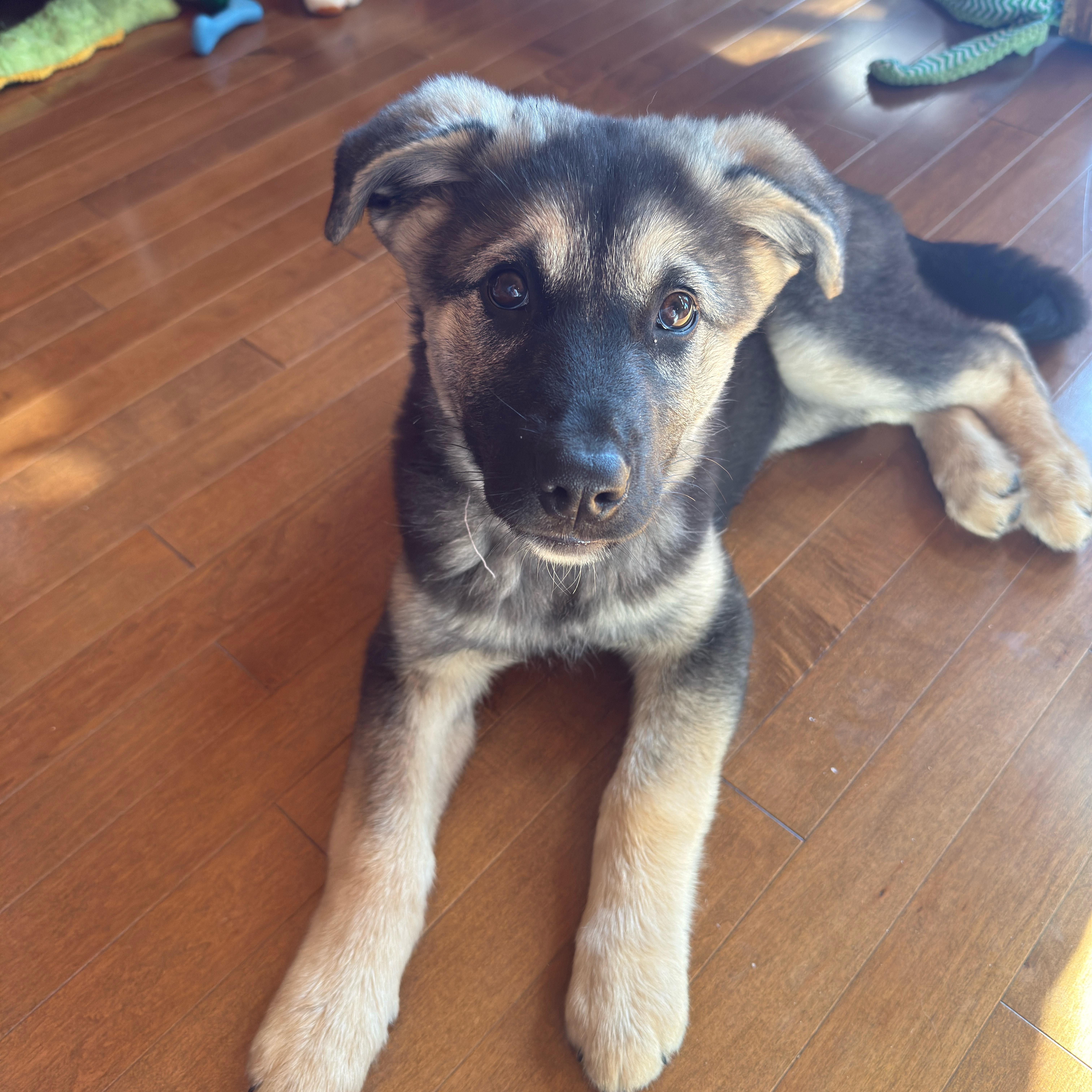 Edith, ADOPTABLE, Puppy Female Mixed Breed.