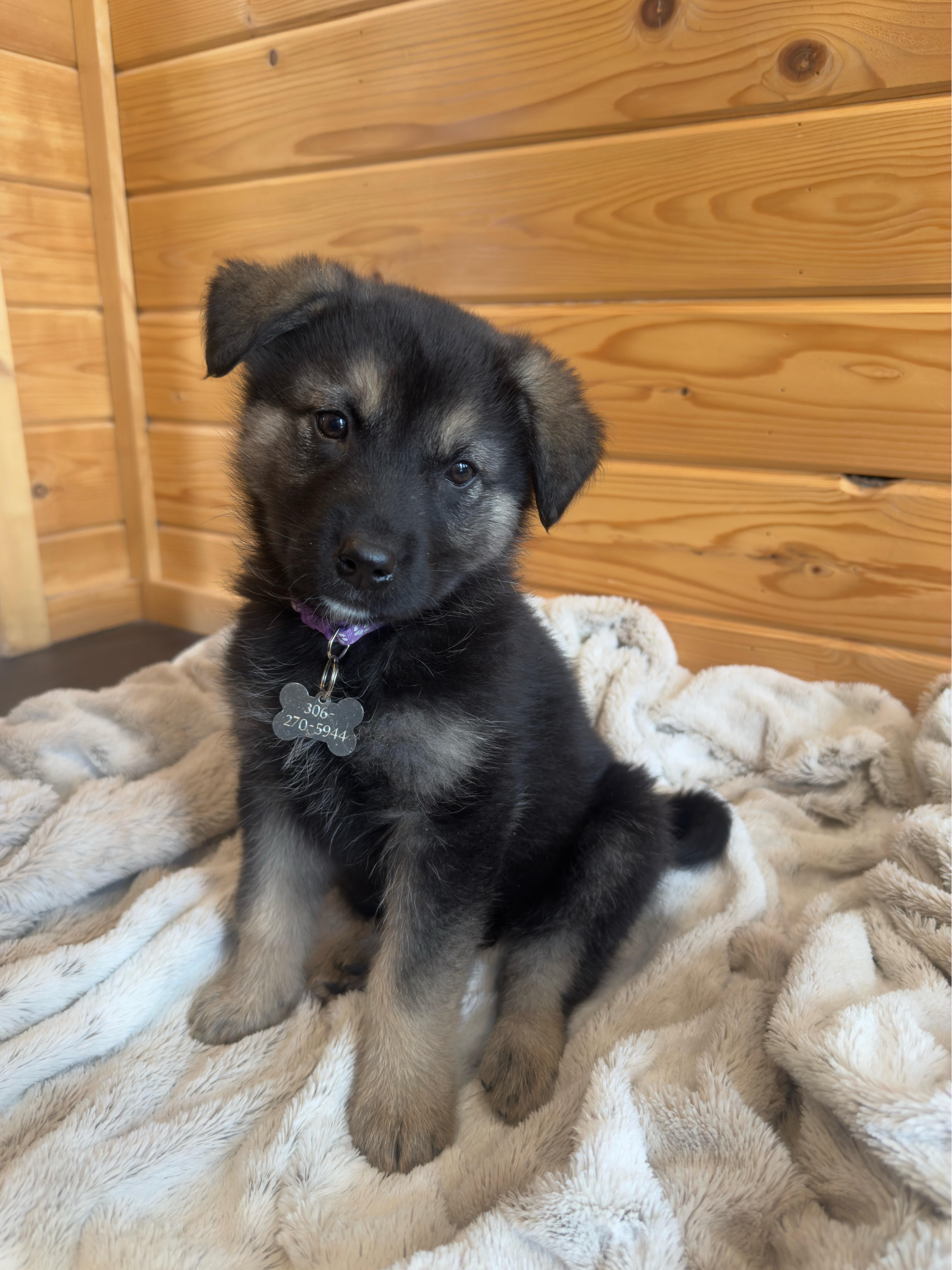 Edith, ADOPTABLE, Puppy Female Mixed Breed.