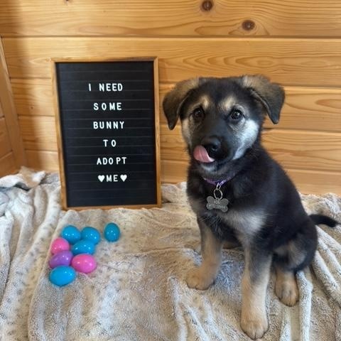 Enlarge Edith, a ADOPTABLE mixed breed in Saskatoon, SK image 1/6