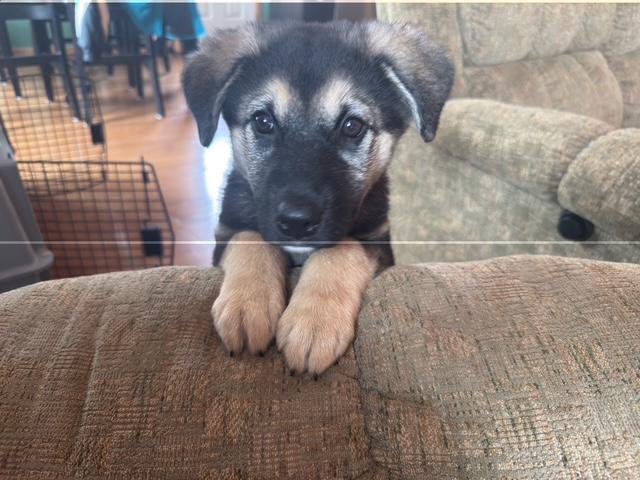 Enlarge Edith, a ADOPTABLE mixed breed in Saskatoon, SK image 3/6