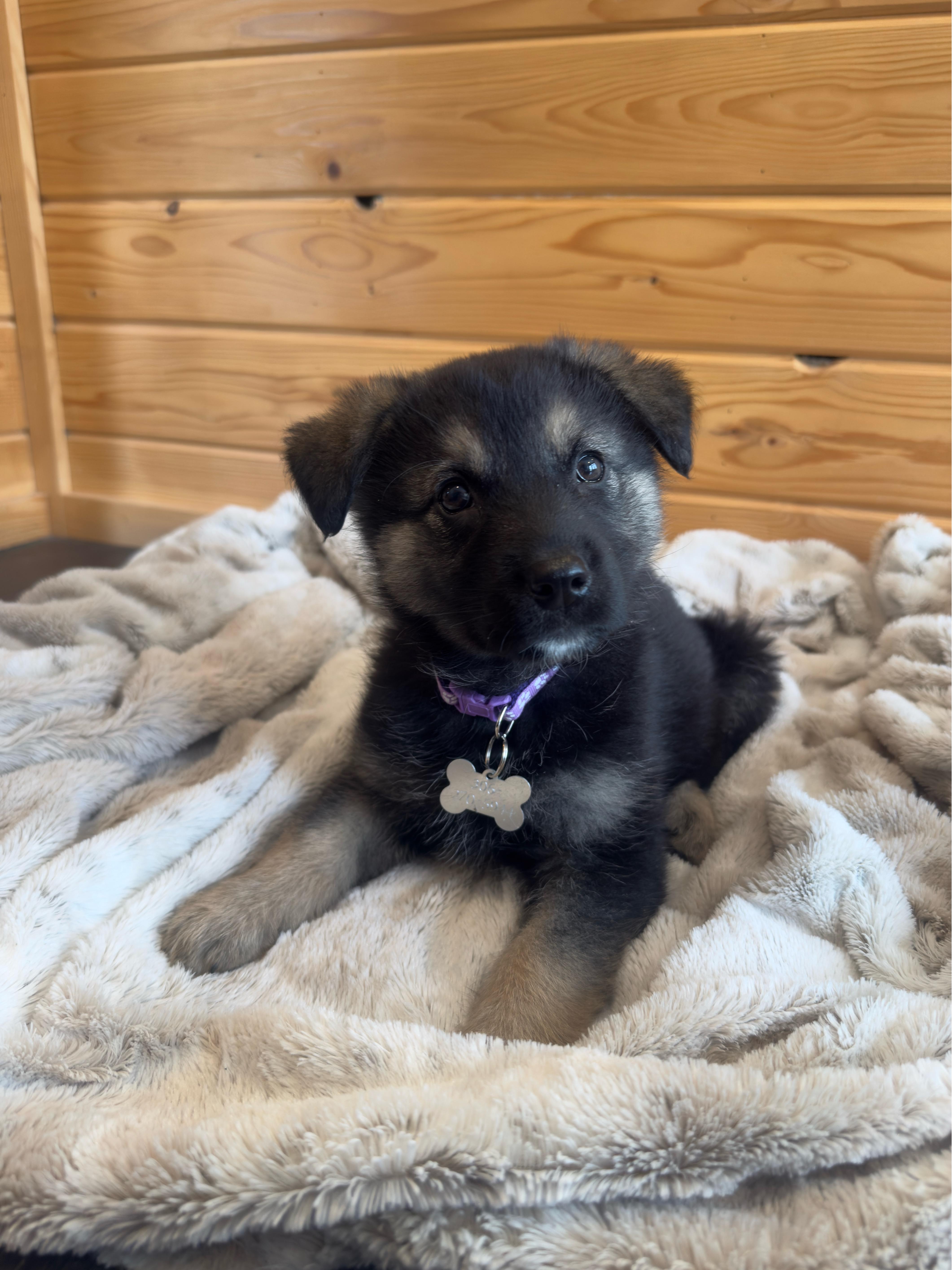 Enlarge Edith, a ADOPTABLE mixed breed in Saskatoon, SK image 5/6