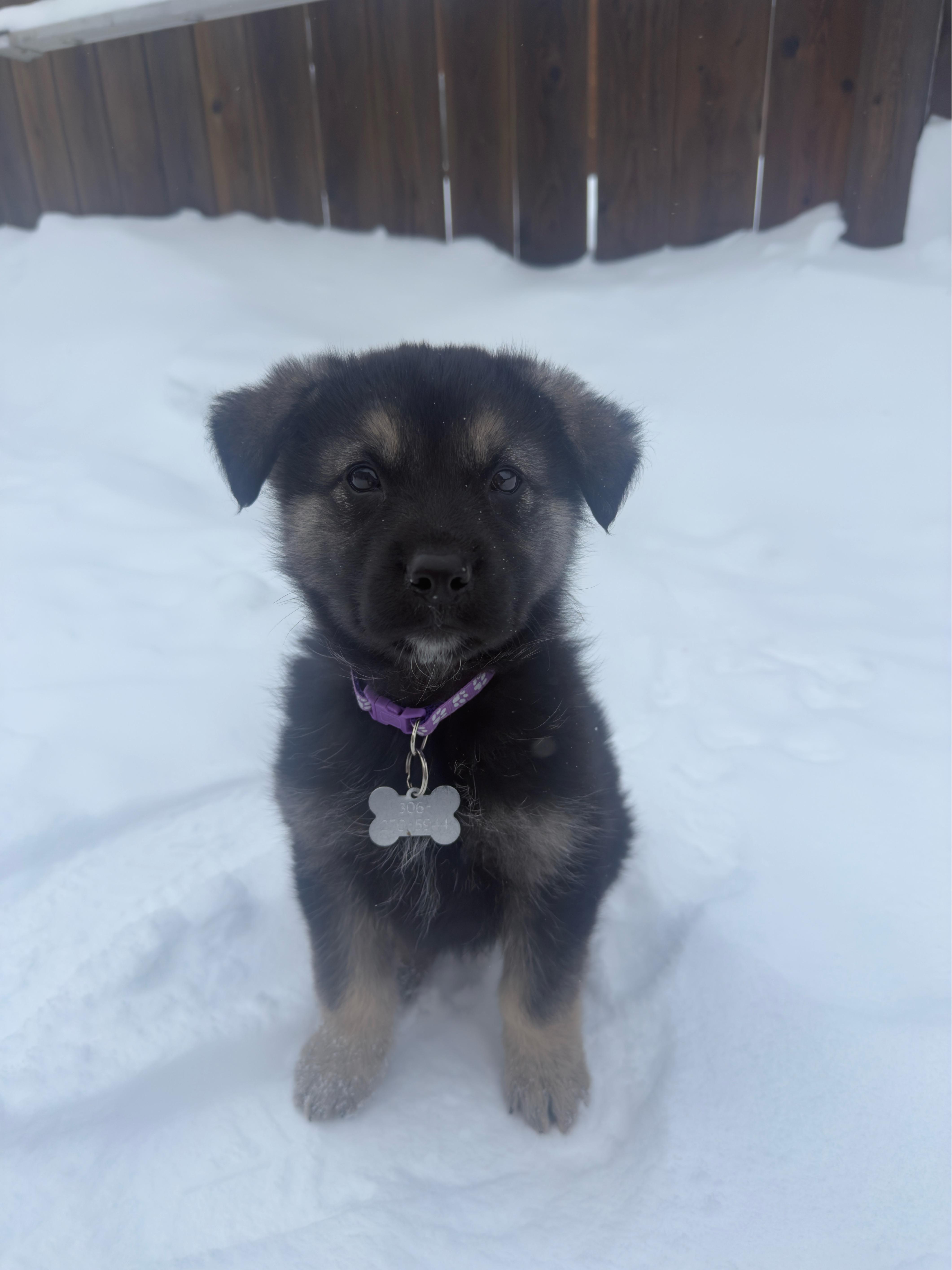 Enlarge Edith, a ADOPTABLE mixed breed in Saskatoon, SK image 4/6
