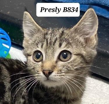 Presly, ADOPTABLE, Kitten Male Domestic Short Hair.