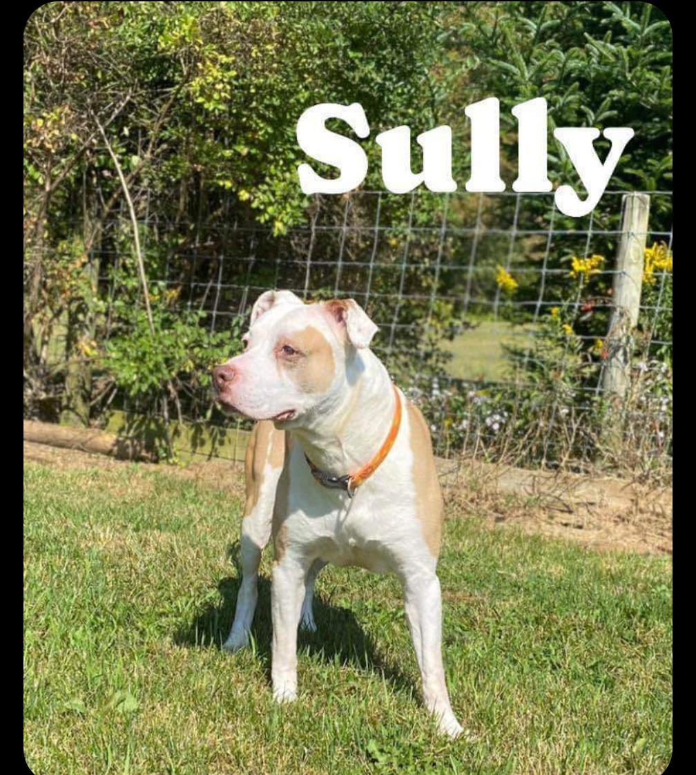 Enlarge SULLEY, a Adopted mixed breed in Coudersport, PA image 1/1