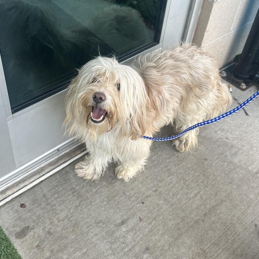 Benji C-34480, Adoptable, Adult Male Yorkshire Terrier & Poodle.