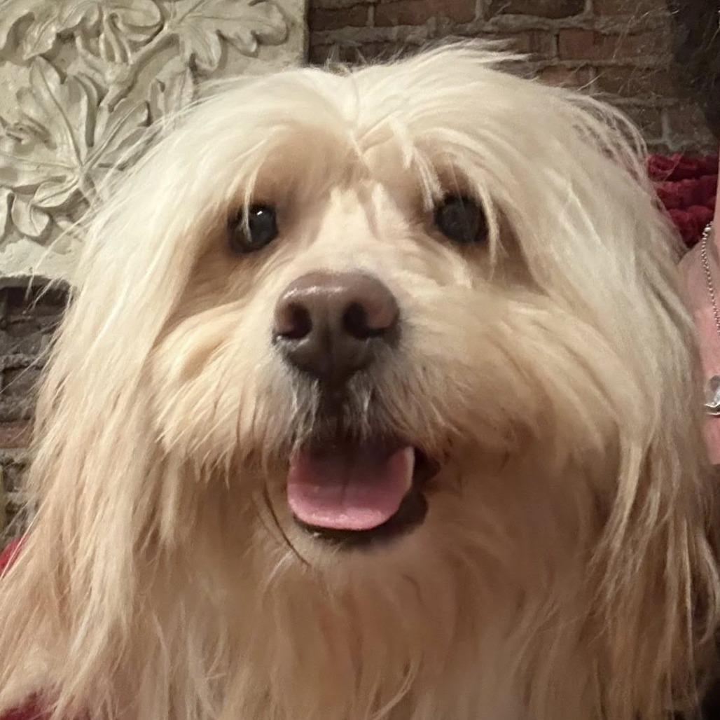 Benji C-34480, Adoptable, Adult Male Yorkshire Terrier & Poodle.