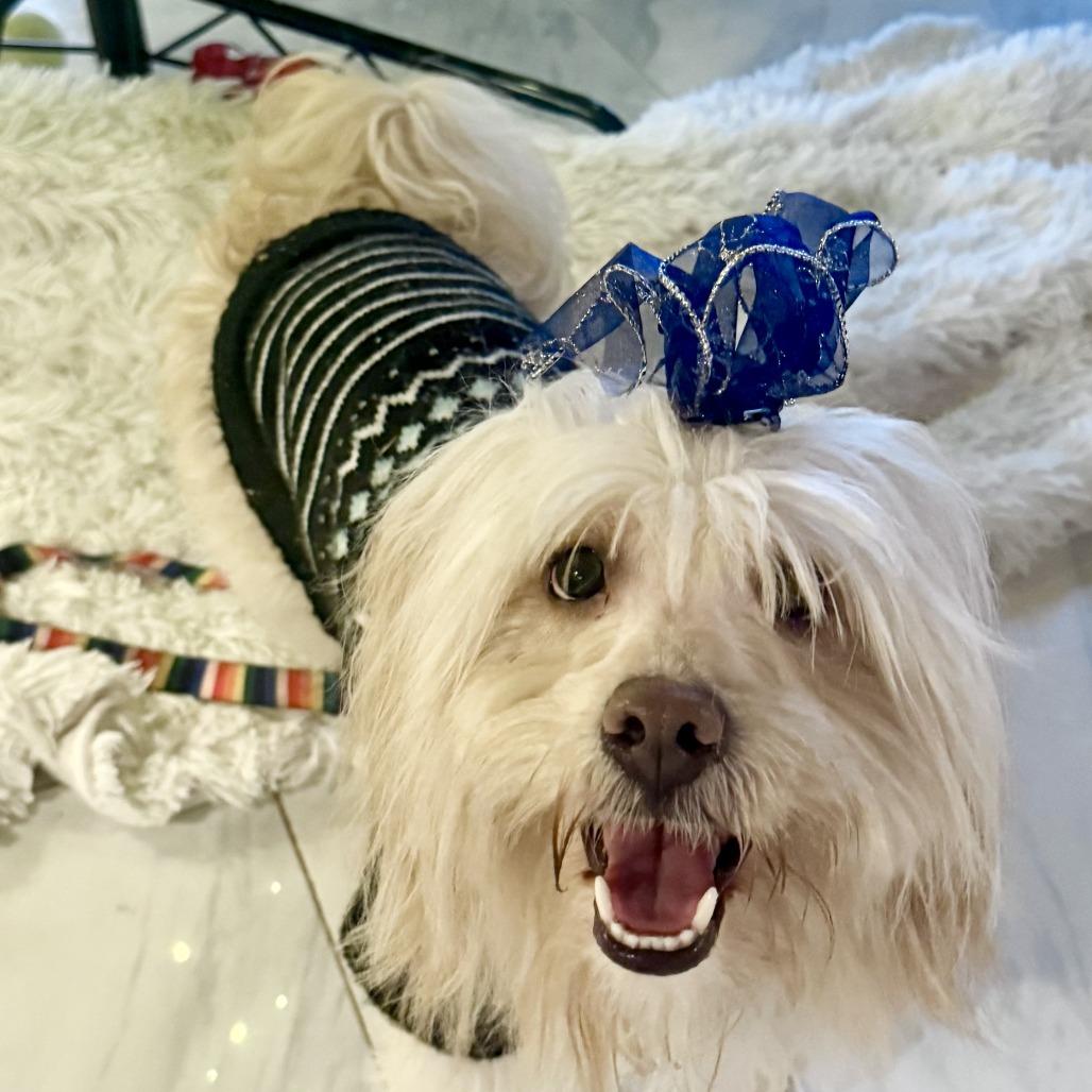 Benji C-34480, Adoptable, Adult Male Yorkshire Terrier & Poodle.