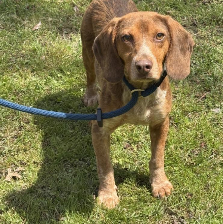 Bowen, ADOPTABLE, Young Male Beagle.
