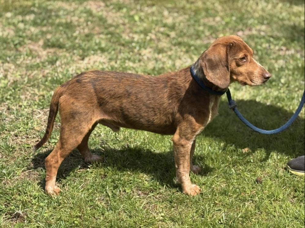Enlarge Bowen, a ADOPTABLE Beagle in Richmond, VA image 3/6
