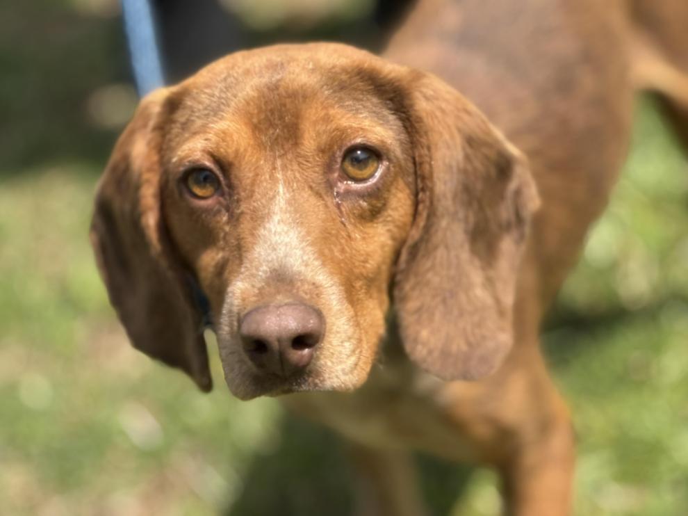 Enlarge Bowen, a ADOPTABLE Beagle in Richmond, VA image 2/6