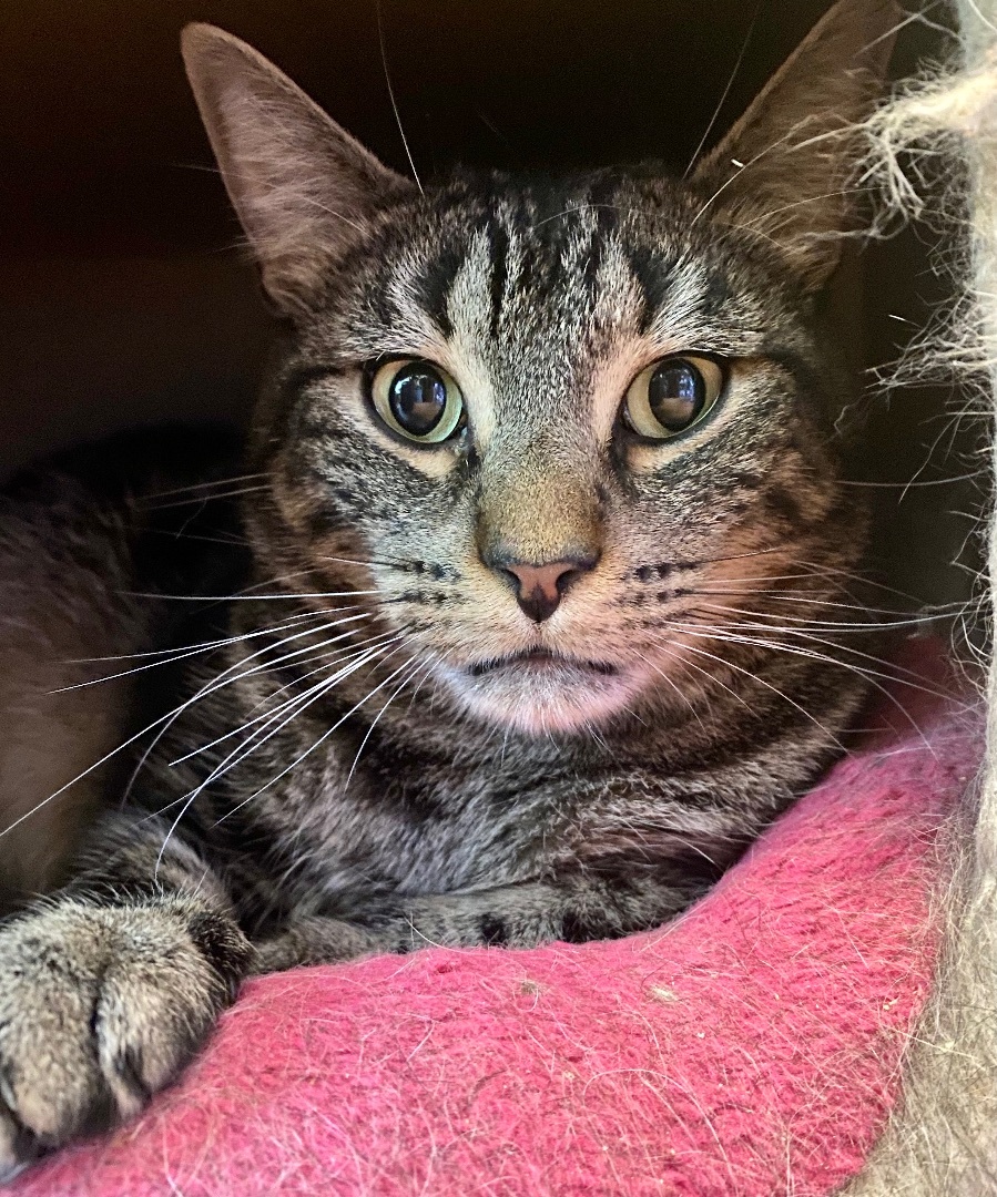 Sylvan, an adopted American Shorthair in Salisbury Mills, NY_image-1