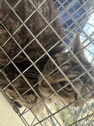 Voodoo (T7), Adoptable, Adult Female Domestic Short Hair & Domestic Short Hair.