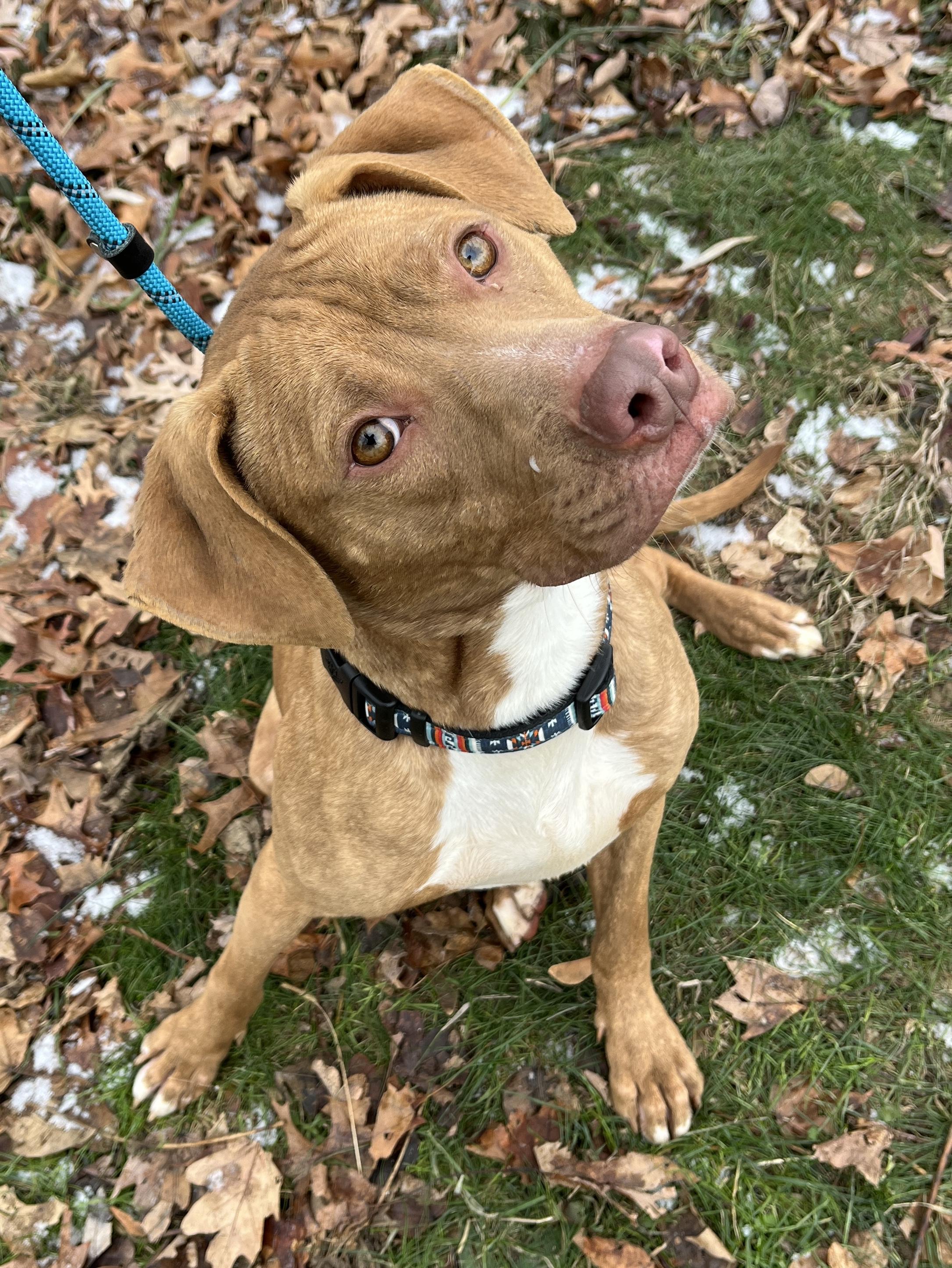 Bobby AVAILABLE, Adoptable, Young Male Pit Bull Terrier.