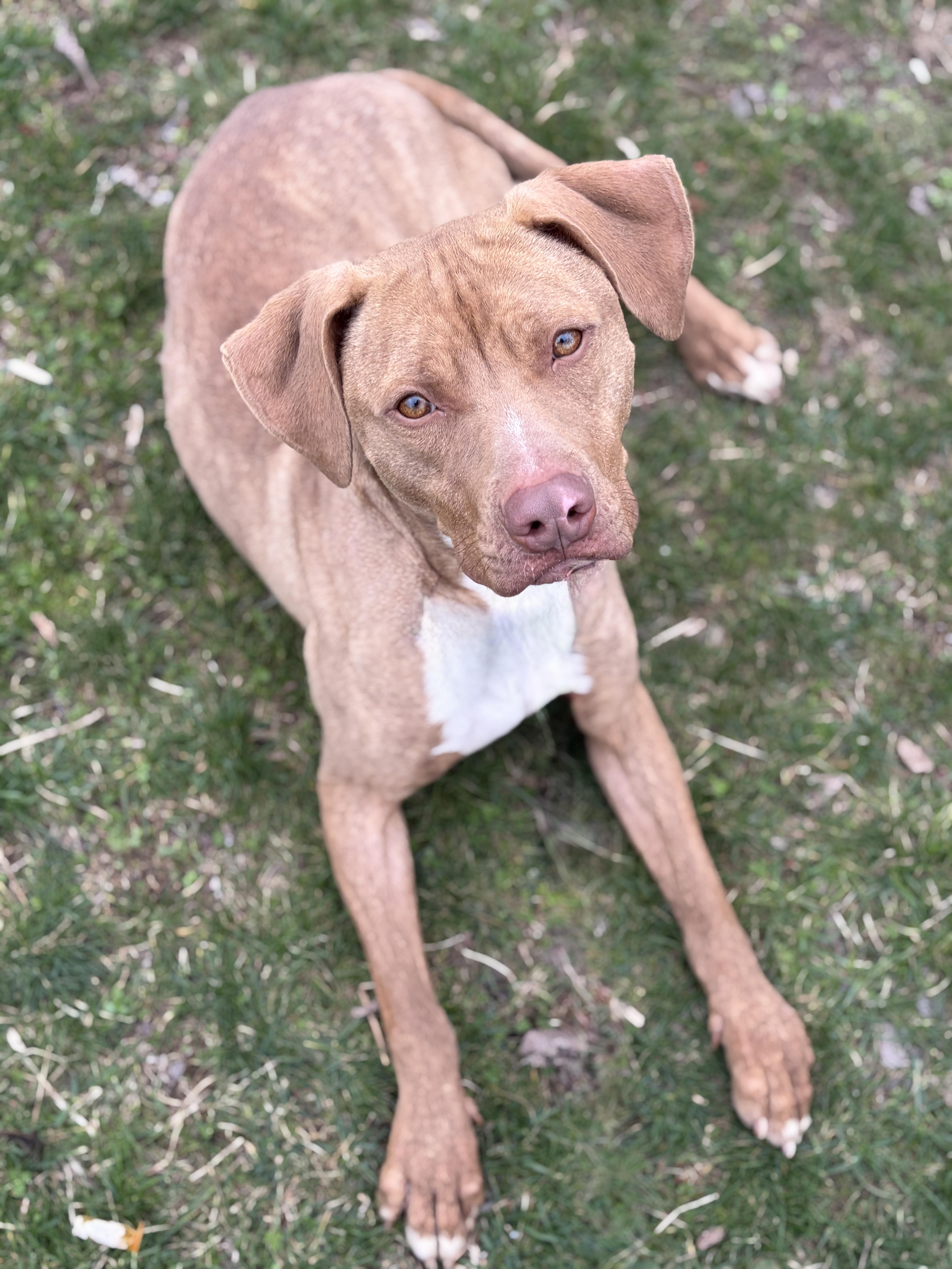 Bobby AVAILABLE, Adoptable, Young Male Beagle & Vizsla.