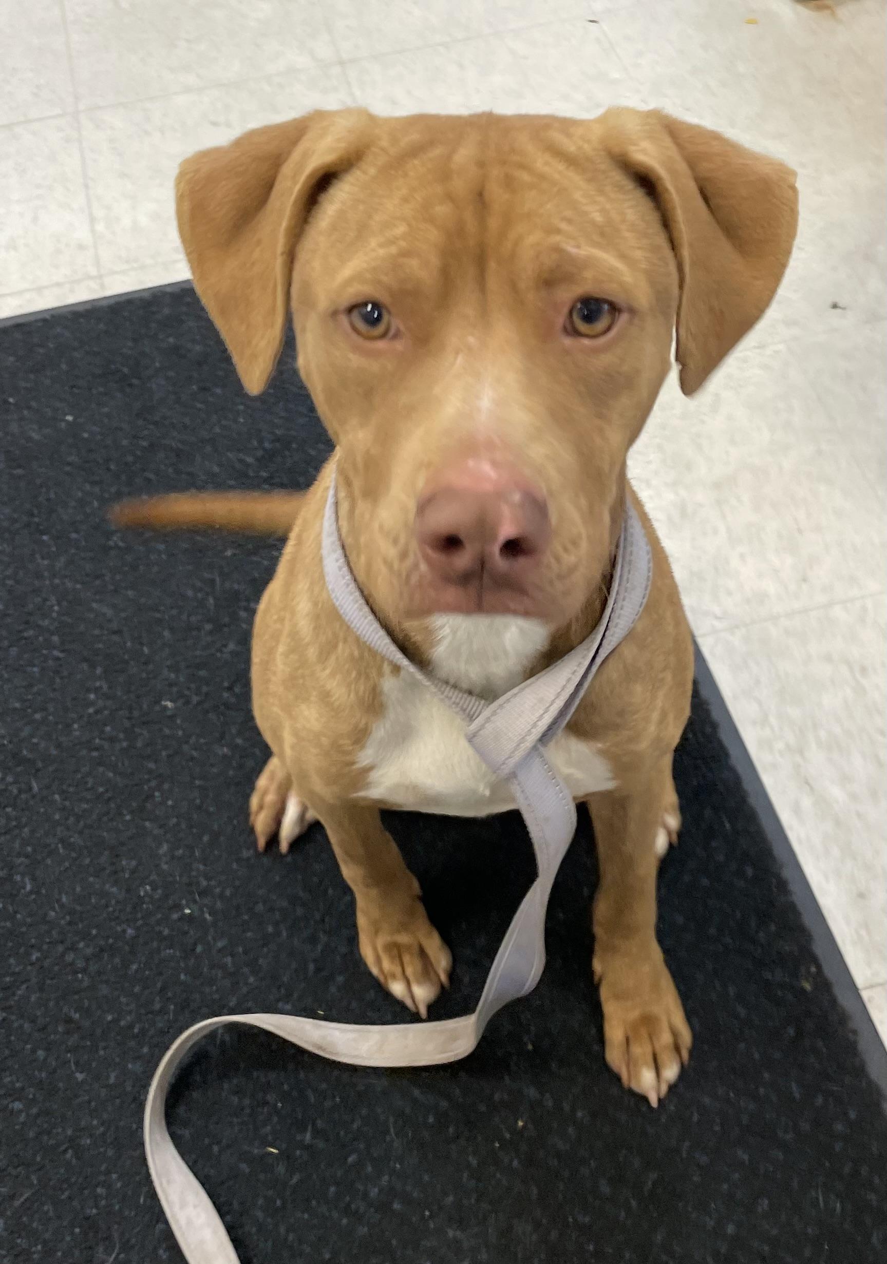 Enlarge Bobby AVAILABLE, a Adoptable Pit Bull Terrier in Canton, OH image 3/4