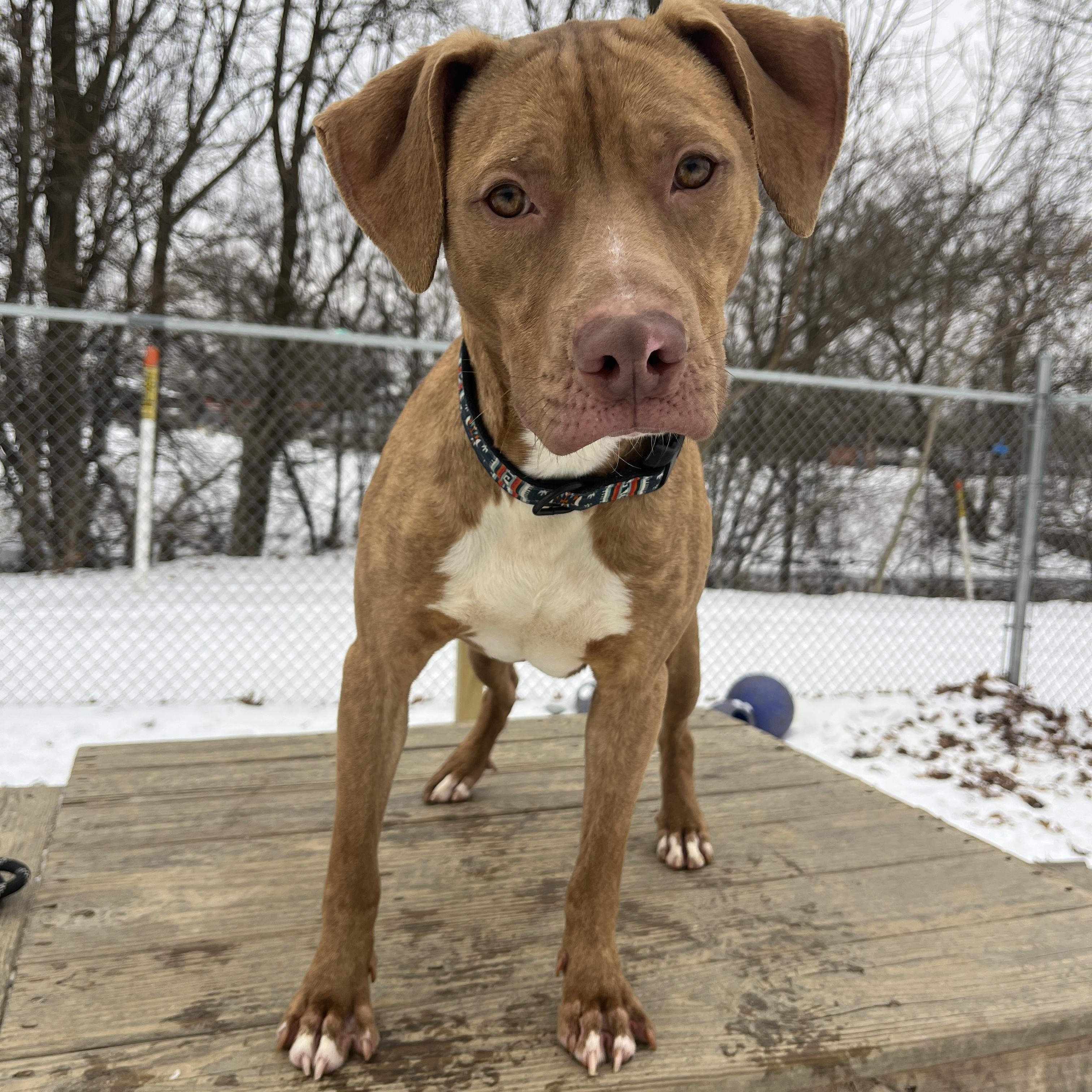 Bobby AVAILABLE, Adoptable, Young Male Pit Bull Terrier.