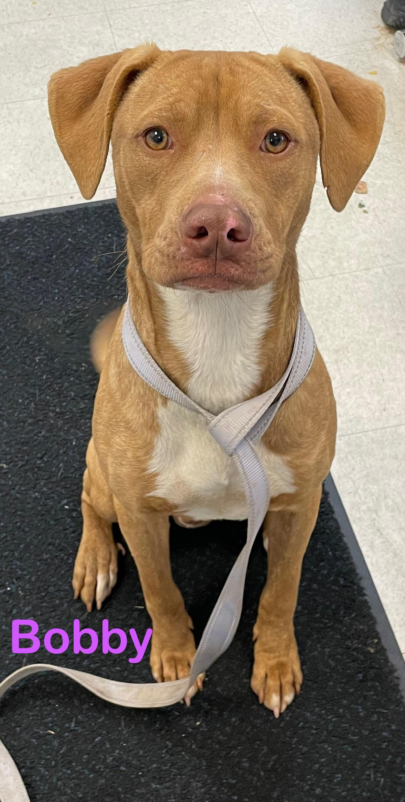 Enlarge Bobby AVAILABLE, a Adoptable Pit Bull Terrier in Canton, OH image 2/4