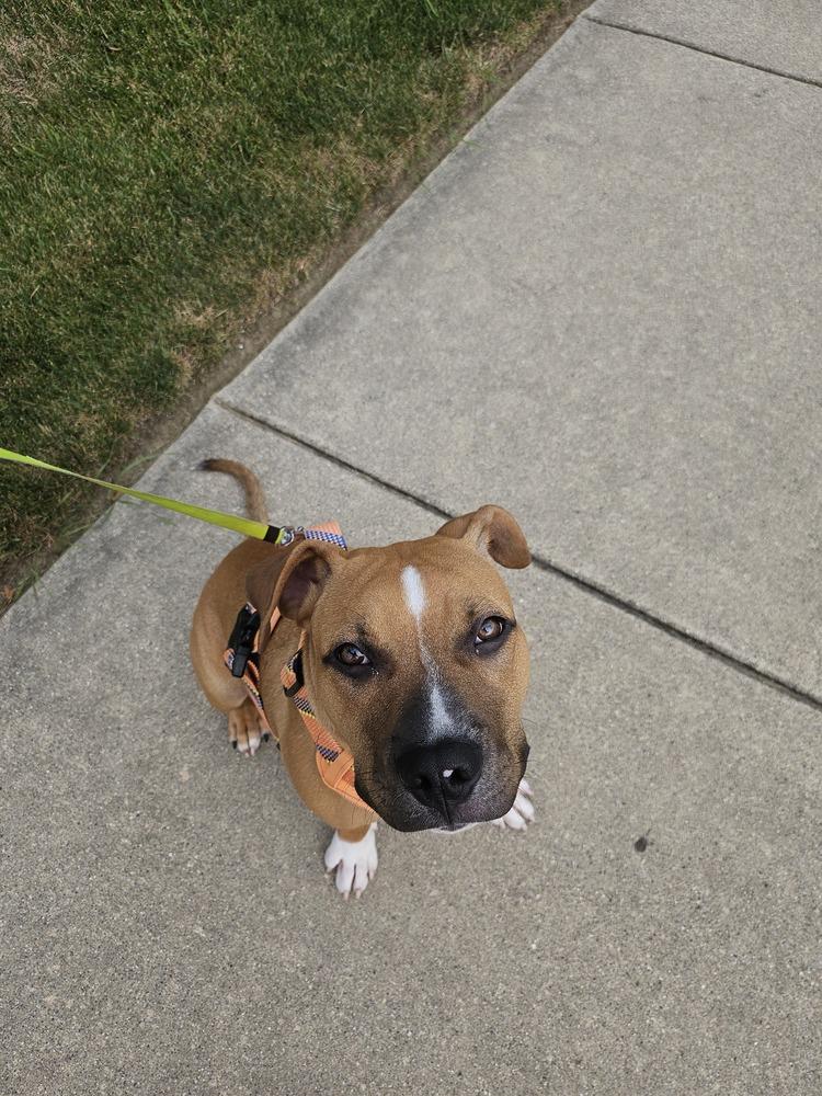 Enlarge Jinx, a Adoptable mixed breed in Clinton Township, MI image 1/6