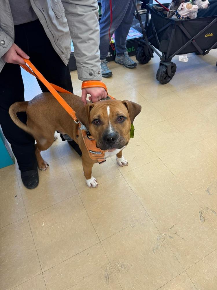 Jinx, a Adoptable mixed breed in Clinton Township, MI image 1/6