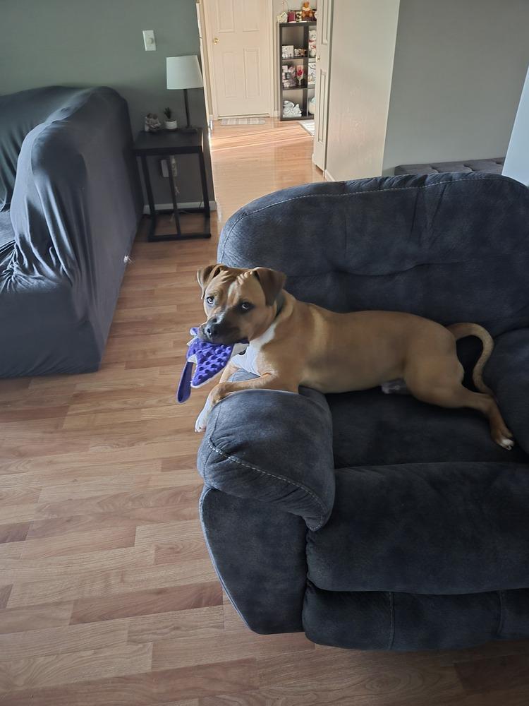 Enlarge Jinx, a Adoptable mixed breed in Clinton Township, MI image 3/3