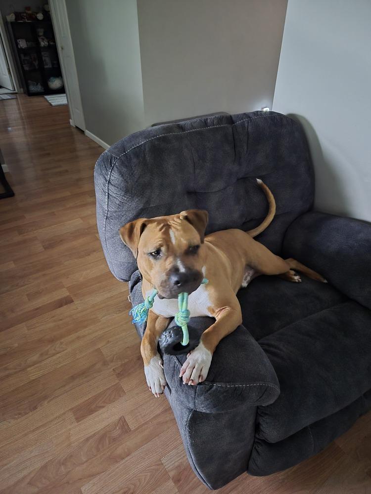 Jinx, a Adoptable mixed breed in Clinton Township, MI image 2/4