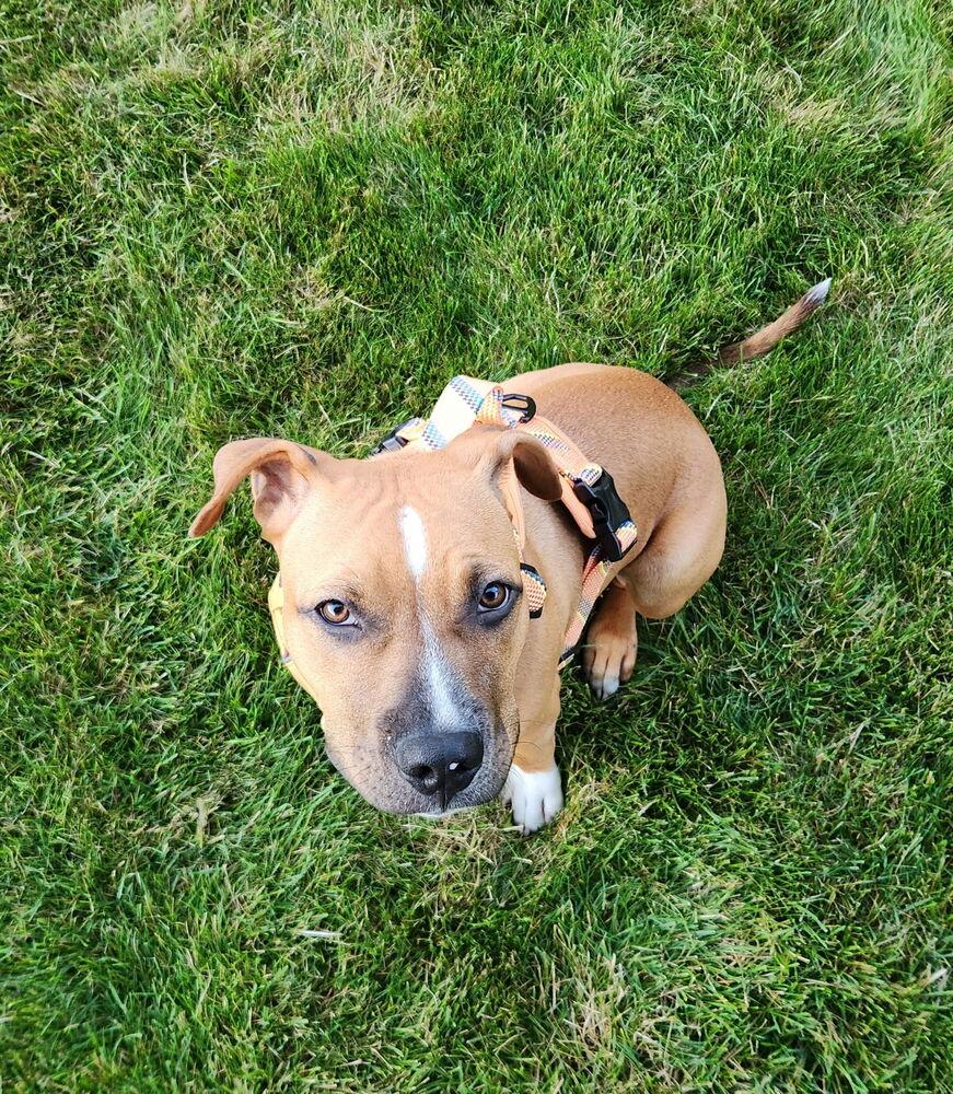 Enlarge Jinx, a Adoptable mixed breed in Clinton Township, MI image 2/6