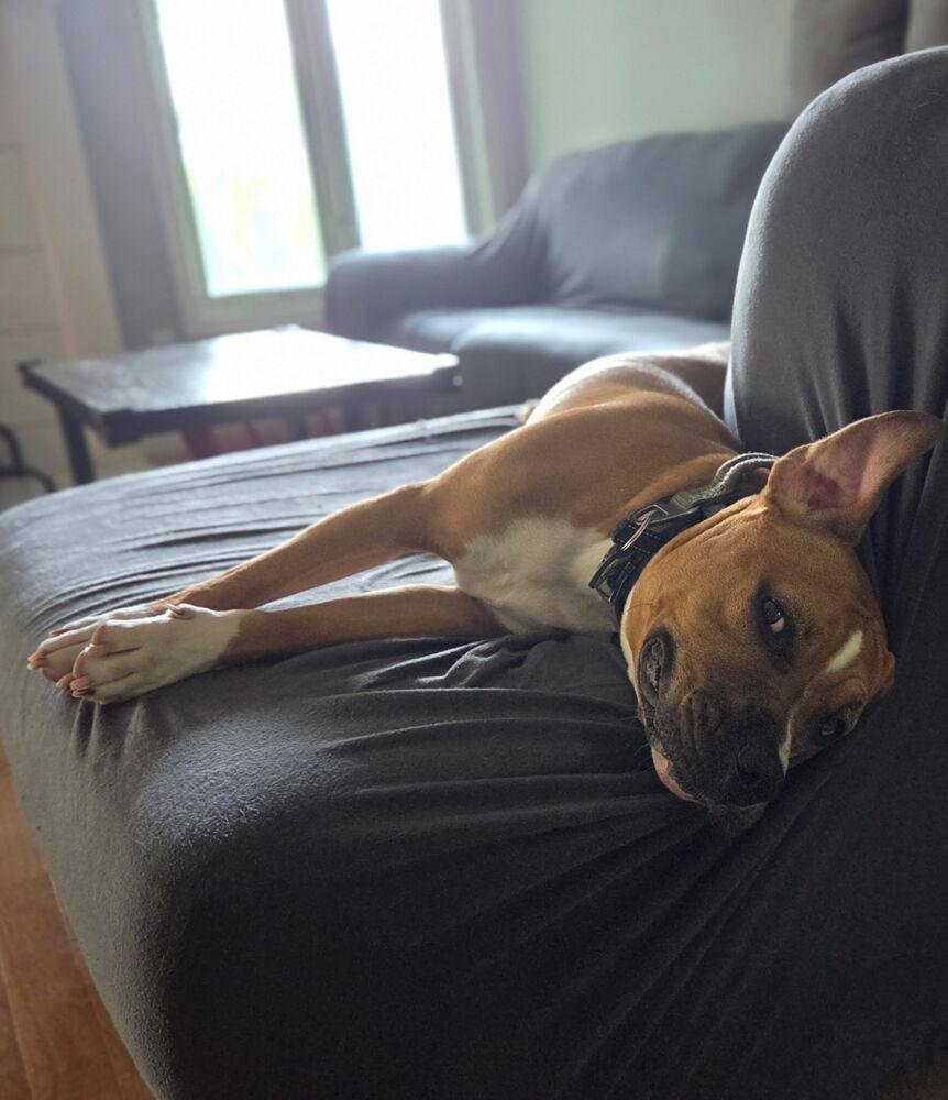 Enlarge Jinx, a Adoptable mixed breed in Clinton Township, MI image 2/5