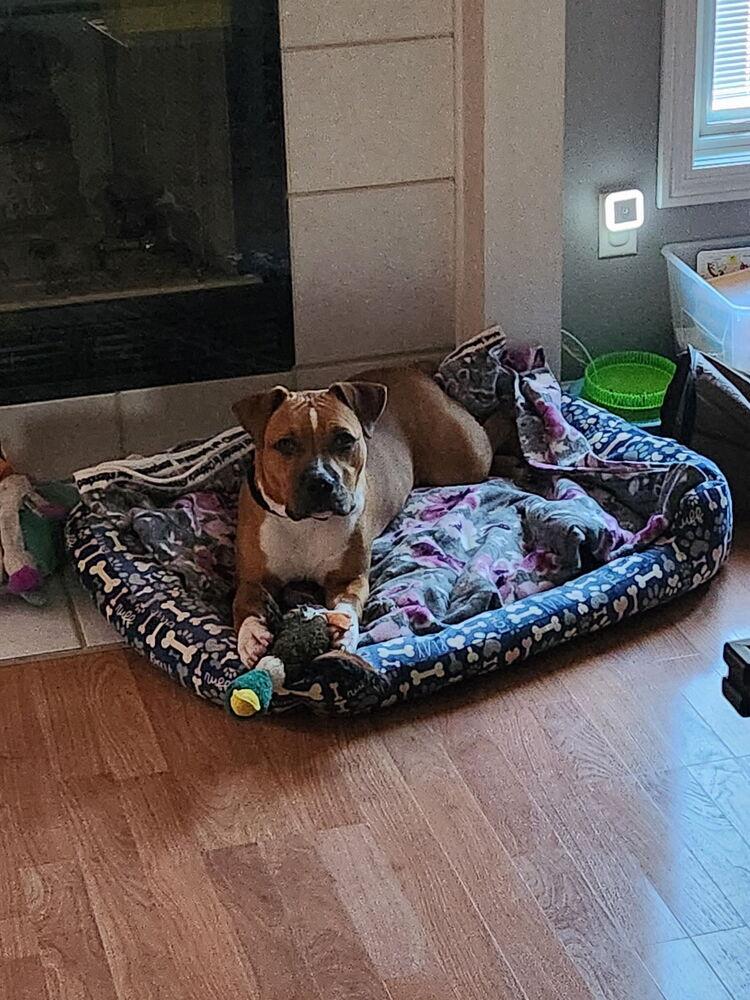 Enlarge Jinx, a Adoptable mixed breed in Clinton Township, MI image 3/6