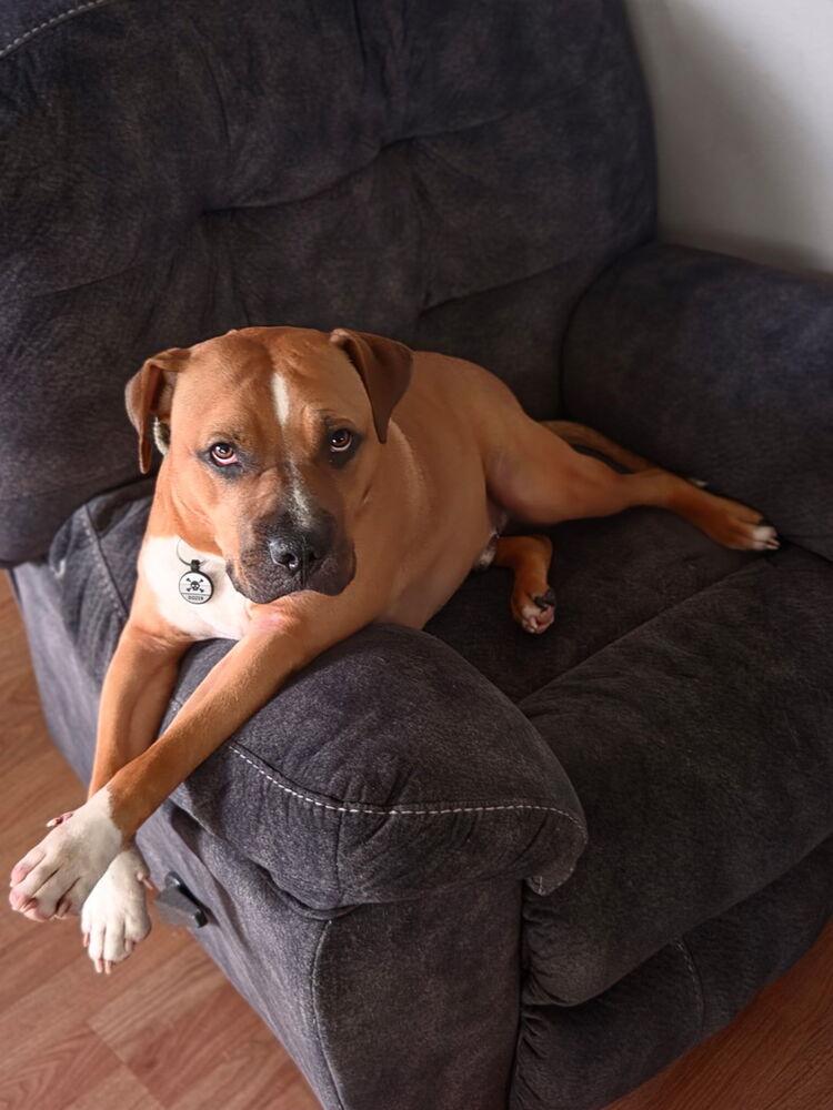 Enlarge Jinx, a Adoptable mixed breed in Clinton Township, MI image 3/5