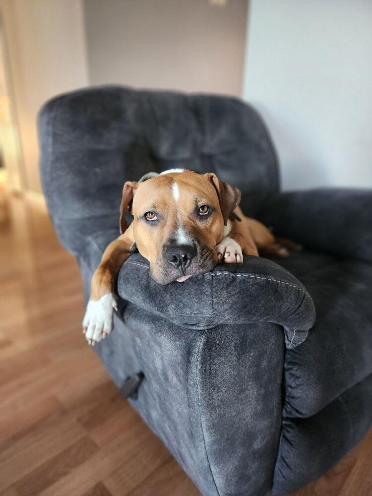 Enlarge Jinx, a Adoptable mixed breed in Clinton Township, MI image 4/6